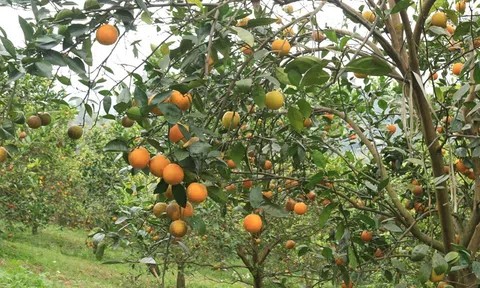 Livestream bán cam trên những đồi ‘vàng’ triệu USD