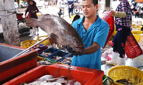 Kiên Giang vượt khó phục hồi các ngành kinh tế chủ lực