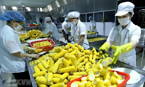 Sơn La: Chế biến sau thu hoạch giúp nâng cao giá trị nông sản