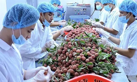 Nhiều dư địa cho hàng nông thủy sản, thực phẩm Việt Nam sang thị trường Nhật Bản