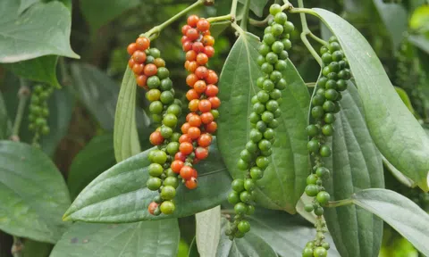 Bà Rịa-Vũng Tàu: Nhà vườn phấn khởi vì tiêu được giá