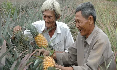 Tiền Giang: Giá dứa tăng mạnh sau Tết