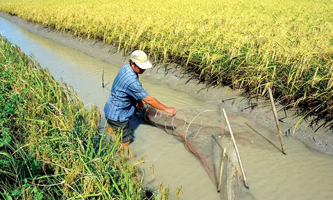 Năm 2022, cả nước sẽ phát triển 200 nghìn ha tôm-lúa