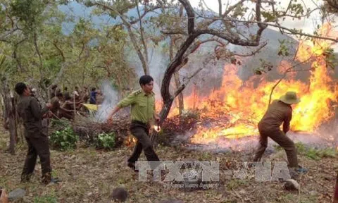 Bình Thuận: Phòng, chống cháy rừng trong thời kỳ cao điểm mùa khô