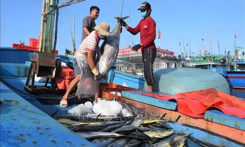 Bình Định: Những chuyến đi biển xuyên Tết trở về thắng lợi
