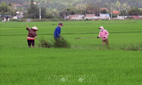 Phú Yên: Nông dân hối hả ra đồng chăm sóc lúa những ngày đầu Xuân