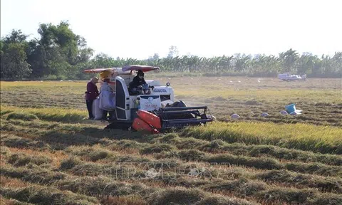 Cà Mau tiếp tục chuyển đổi thêm gần 2.000 ha đất trồng lúa kém hiệu quả