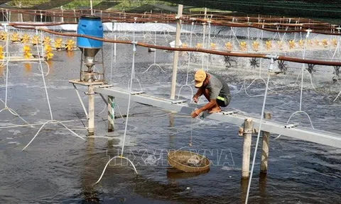 Nhiều địa phương nuôi trồng thủy sản chưa có kế hoạch phòng, chống dịch bệnh