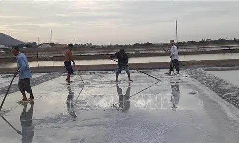 Bà Rịa-Vũng Tàu: Diện tích sản xuất muối ngày càng bị thu hẹp