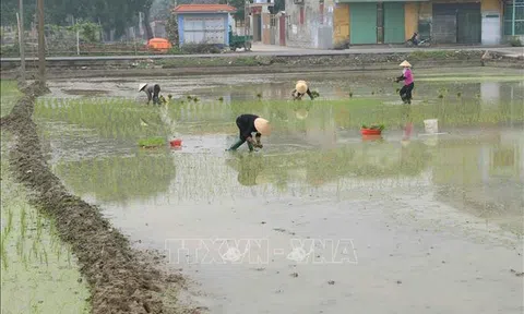 98,5% diện tích đã có nước cho gieo cấy vụ Đông Xuân