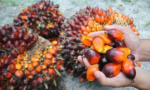 Ấn Độ cắt giảm thuế đối với dầu cọ thô nhập khẩu