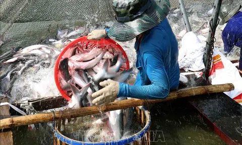 Doanh nghiệp thủy sản vượt khó đón cơ hội