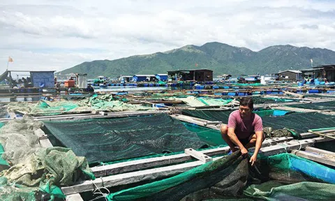 Ninh Thuận nâng cao hiệu quả kinh tế từ nghề nuôi biển
