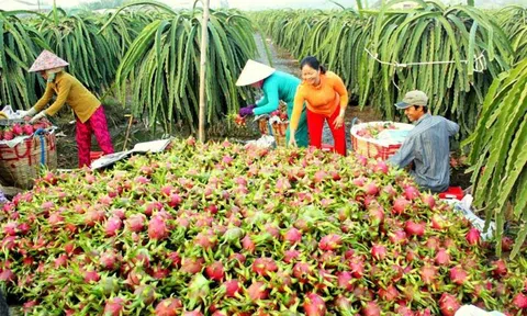 Giá thanh long ở Tiền Giang dần tăng trở lại