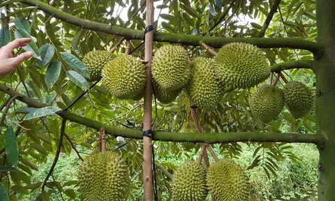 Sầu riêng ở Tiền Giang hút hàng, giá tăng gấp ba lần năm trước
