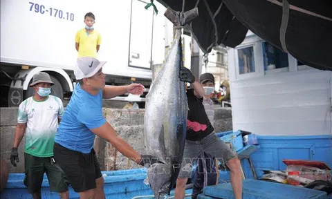 Khánh Hòa: Ngư dân trúng vụ cá Bắc