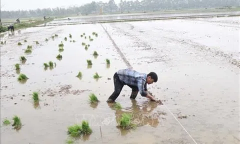 Nông dân Vĩnh Phúc xuống đồng gieo cấy vụ Xuân