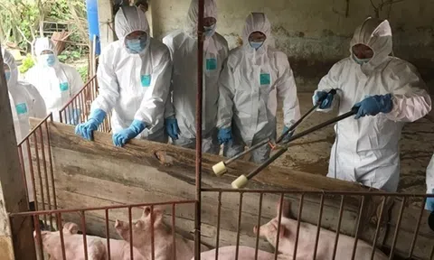 Dịch tả lợn châu Phi tại Kon Tum diễn biến phức tạp