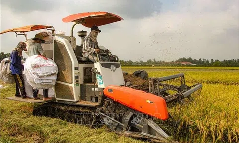 Lúa Đông Xuân đầu vụ tại Cần Thơ lợi nhuận chỉ bằng 50% so với vụ năm trước