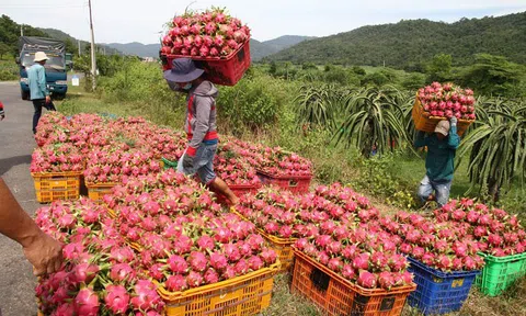Bà Rịa-Vũng Tàu giá thanh long, mít Thái lại giảm mạnh