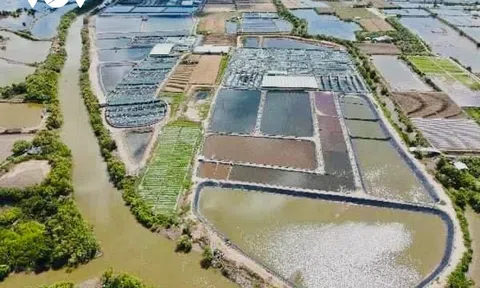 Bến Tre mở rộng 500 ha nuôi tôm biển ứng dụng công nghệ cao trong năm 2022