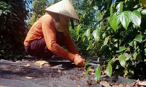 Thủ phủ hồ tiêu Bình Phước "đỏ mắt" tìm lao động