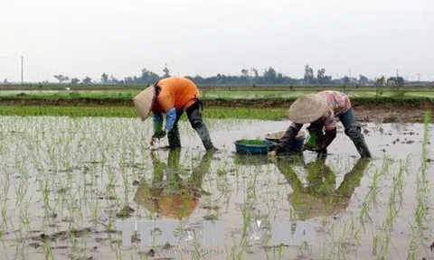 Diện tích chưa đủ nước cho gieo cấy sẽ được cấp bằng trạm bơm dã chiến