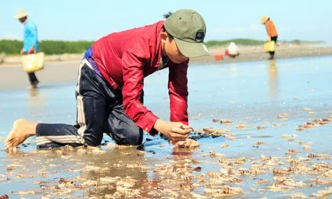 Bến Tre: Mùa ốc viết tăng thu nhập cho người dân ven biển