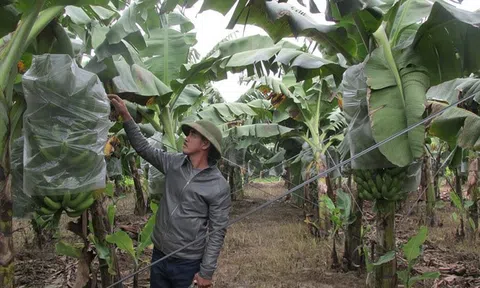 Gia Lai thêm 10 mã số vùng trồng và 13 cơ sở đóng gói đủ điều kiện xuất khẩu