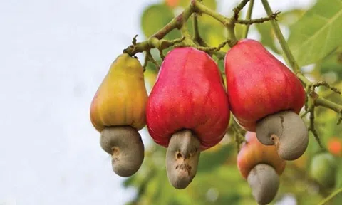 Ngành điều kỳ vọng tăng trưởng trong năm 2022