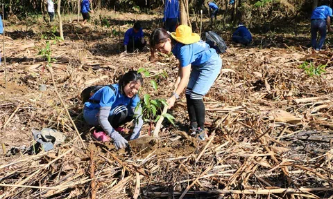 Đắk Nông chuyển 1,7 tỷ đồng dịch vụ môi trường rừng sang thực hiện Tết trồng cây
