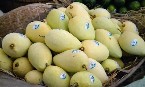 Tỉnh Đồng Tháp xuất khẩu xoài sang châu Âu đầu năm 2022