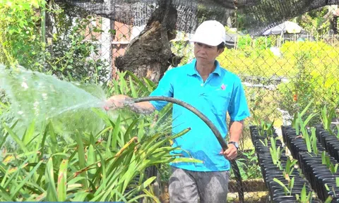 Đồng Tháp: Nghề trồng lan huệ tạo ra nguồn thu nhập hấp dẫn cho người dân