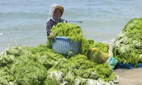 Việt Nam tập trung phát triển hệ thống sản xuất rong biển