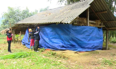 Đảm bảo phòng chống rét cho gia súc ở Tuyên Quang