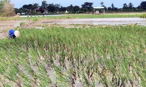 Bạc Liêu ứng phó hạn, mặn mùa khô 2021-2022