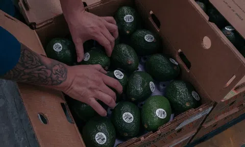 Chính phủ Mỹ cho phép tiếp tục nhập khẩu bơ từ Mexico