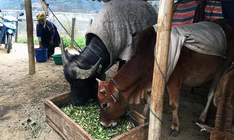 Giữ an toàn cho cây trồng, vật nuôi trong đợt rét đậm đầu tiên năm 2022