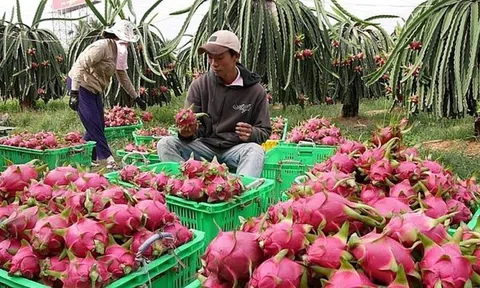 Tiền Giang: Giá nông sản chủ lực vùng Đồng Tháp Mười tăng trở lại sau Tết