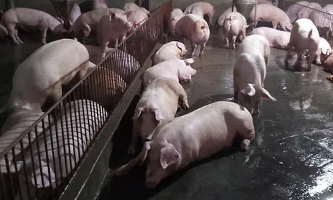 Nguy cơ bùng phát dịch tả lợn châu Phi tại Long An