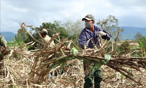 Đắk Lắk: Giá mía đầu vụ cao đem lại niềm vui cho nông dân