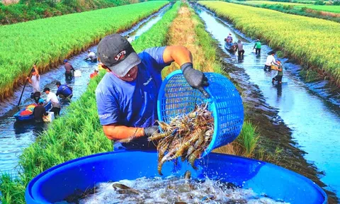 Tiền Giang: Hiệu quả từ mô hình lúa + tôm trên đất nhiễm mặn