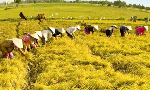 Đề xuất thành lập trung tâm hỗ trợ chuyển đổi số cho hợp tác xã