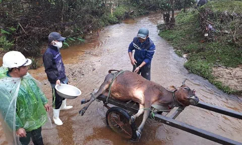 Xuất hiện gia súc chết rét tại các tỉnh miền núi phía Bắc