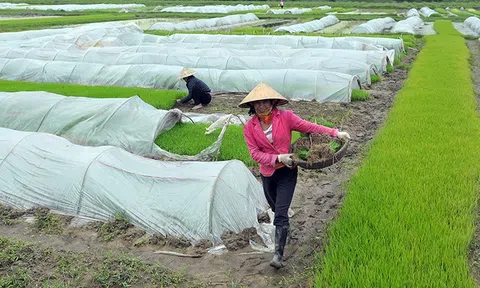 Thường xuyên kiểm tra, phòng, chống rét cho các loại cây trồng