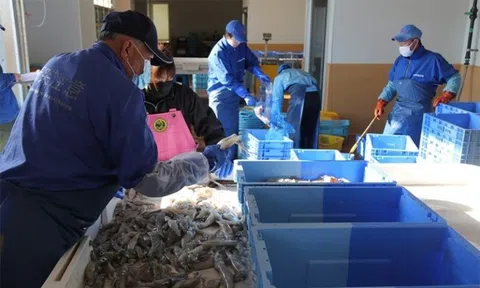 Đài Loan tiếp tục nhập khẩu thực phẩm từ Fukushima, Nhật Bản