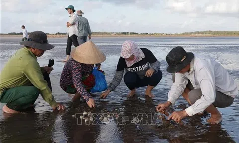 Bến Tre: Chủ động giảm thiệt hại nghêu nuôi mùa nắng nóng