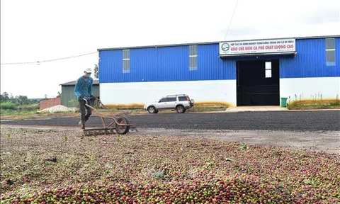 Đắk Nông phát triển cơ sở sơ chế, chế biến sâu nông sản