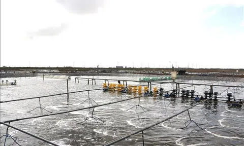 Bạc Liêu: Nuôi artemia mang lại hiệu quả kinh tế cao cho nông dân