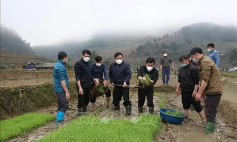 Yên Bái: Ứng phó với rét đậm, rét hại bảo vệ lúa xuân